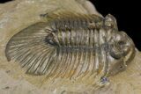 Spiny Scabriscutellum Trilobite With Bite - Foum Zguid, Morocco #171024-3